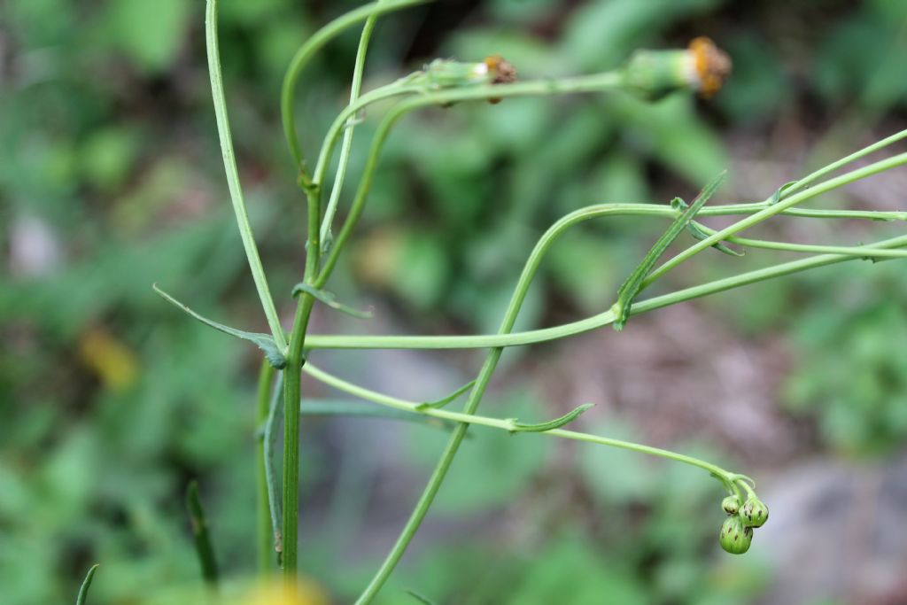 Senecio inaequidens (Asteraceae)